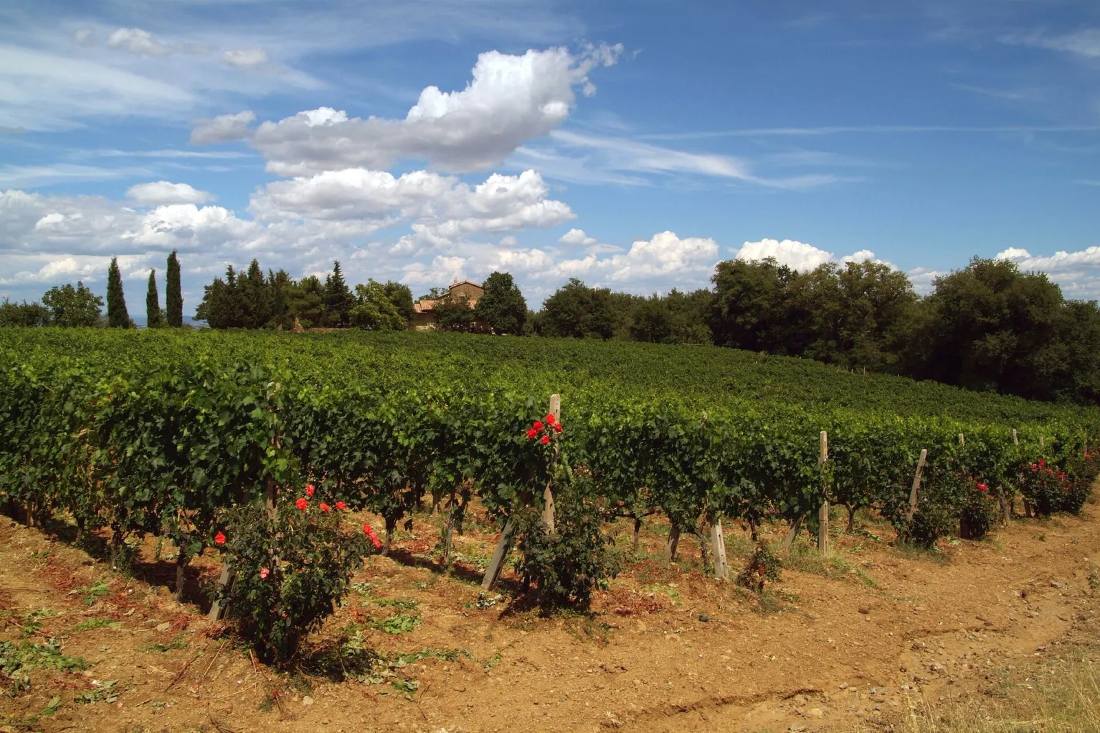 Vigneti di Brunello di Montalcino sulle colline toscane